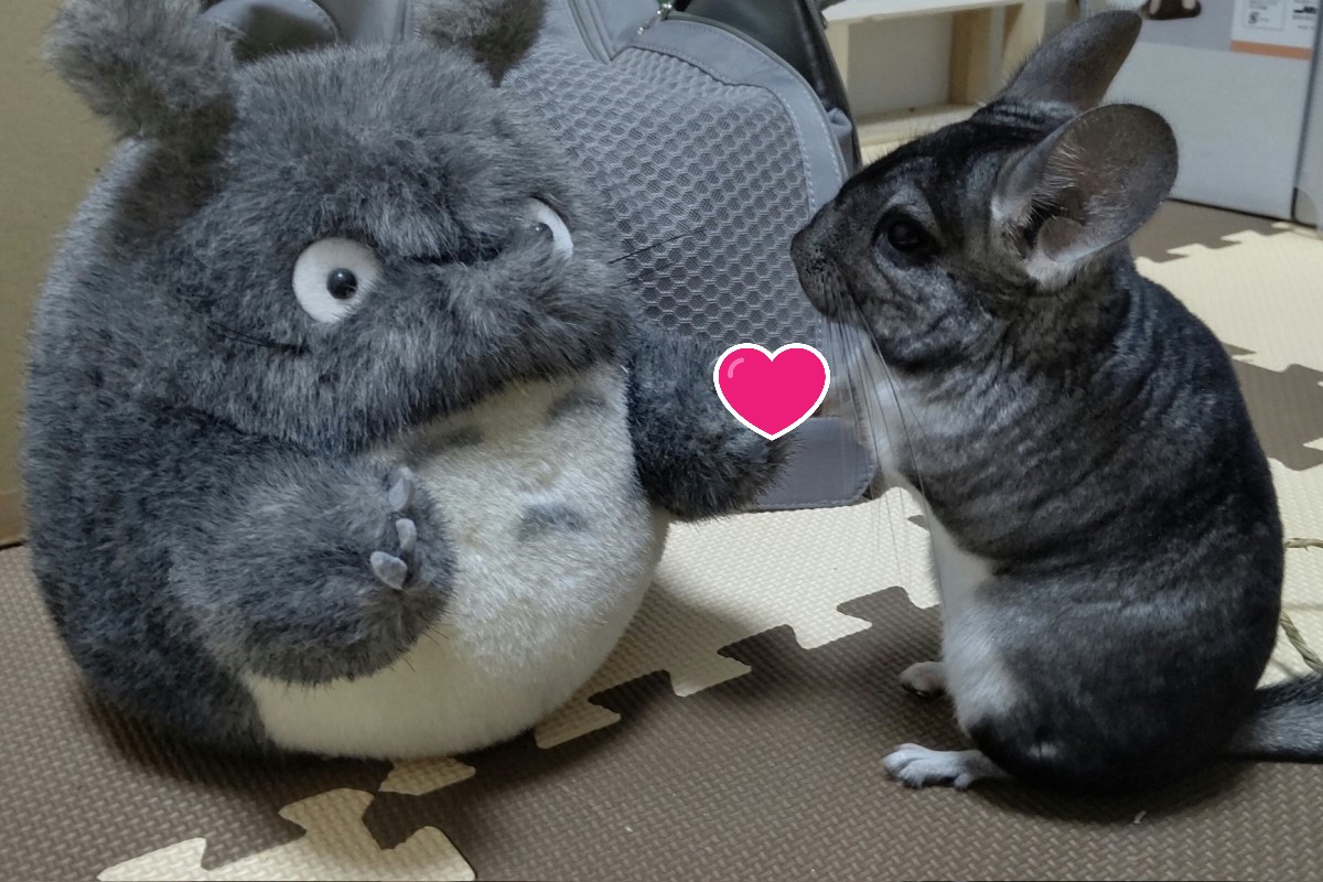 ▲日本一對真假龍貓相見歡竟然牽起手來！（圖／twitter帳號domani0531）