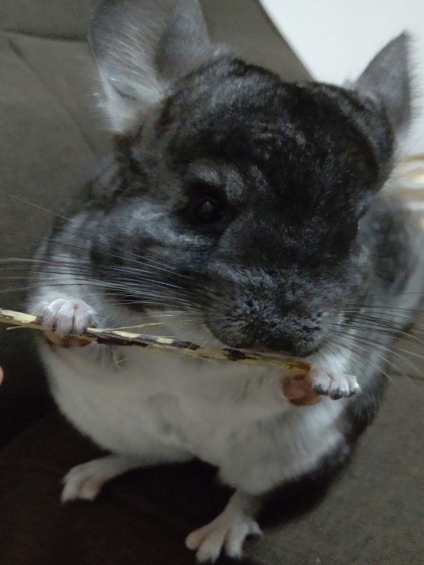 ▲日本一名推主養了一隻絨毛絲鼠（龍貓）「Rako」。（圖／twitter帳號domani0531）