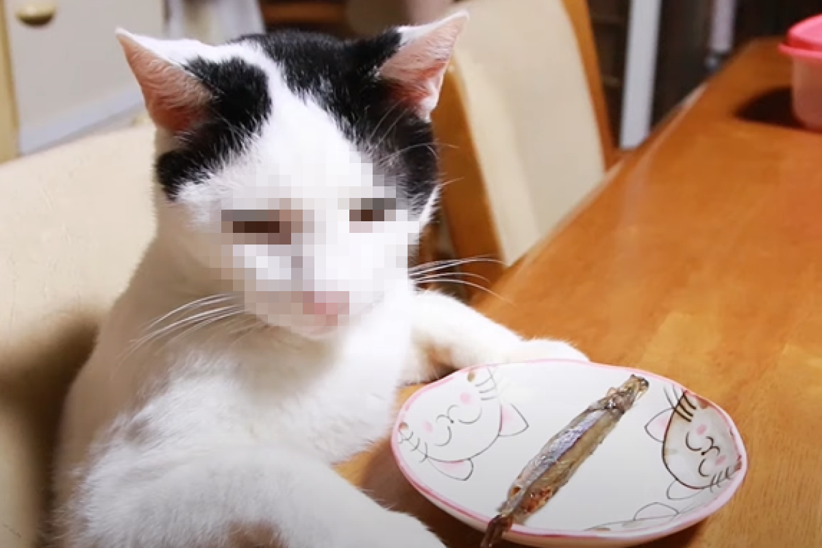 ▲見奴才呈上的魚小小一條，貓咪滿臉傻眼。（圖／Youtube帳號：かご猫 Blog） 