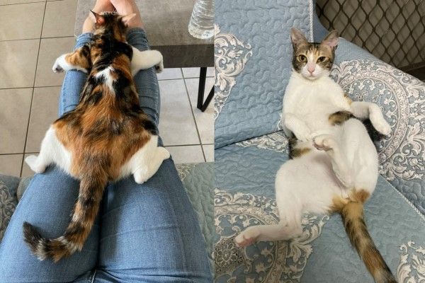 ▲三花貓「本丸」很喜歡當「壁虎」趴在認養人的腿上。（圖／粉專台中熱血中途之家授權提供）