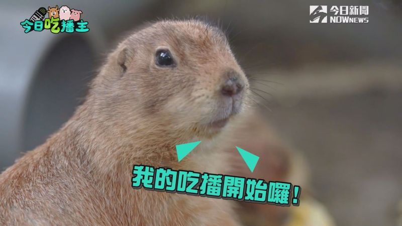 ▲超萌土撥鼠吃播,大人小孩都喜歡。(圖/NOWnews