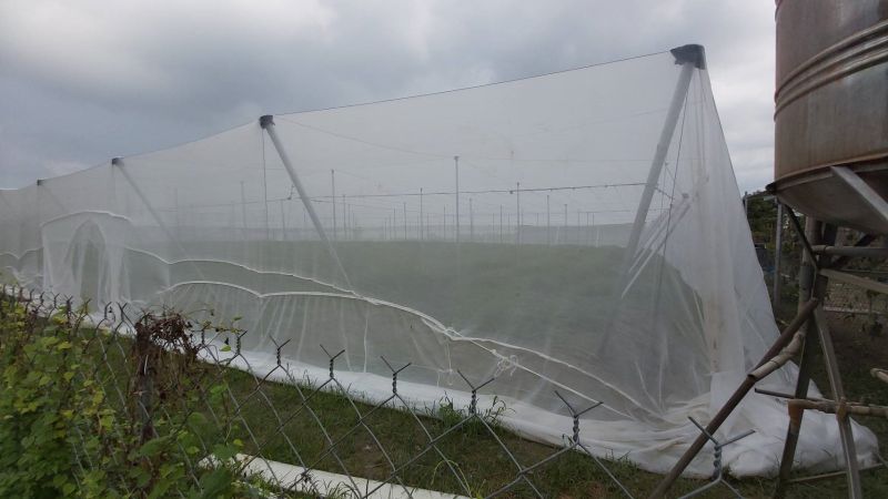 ▲高雄市農業局也提醒農民留意最新天氣資訊,農業設施以支架固定,防止倒伏或適度修剪枝條,並清除田間枯枝及落果,使排水順暢。(圖/高市府農業提供)