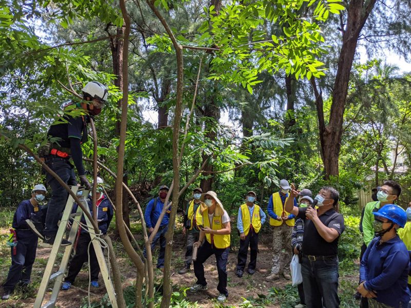 護樹讓專業的來 台南市從事修剪景觀樹木人員均需證照
