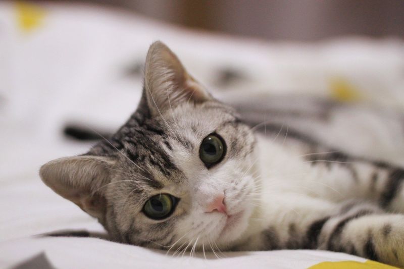▲近日有網友發文請益大家「養貓要特別注意什麼嗎？」對此，一名過來人就發文提醒他「一件事」，認為務必要小心、警惕，否則「這樣真的很可憐...」（圖／取自pixabay）