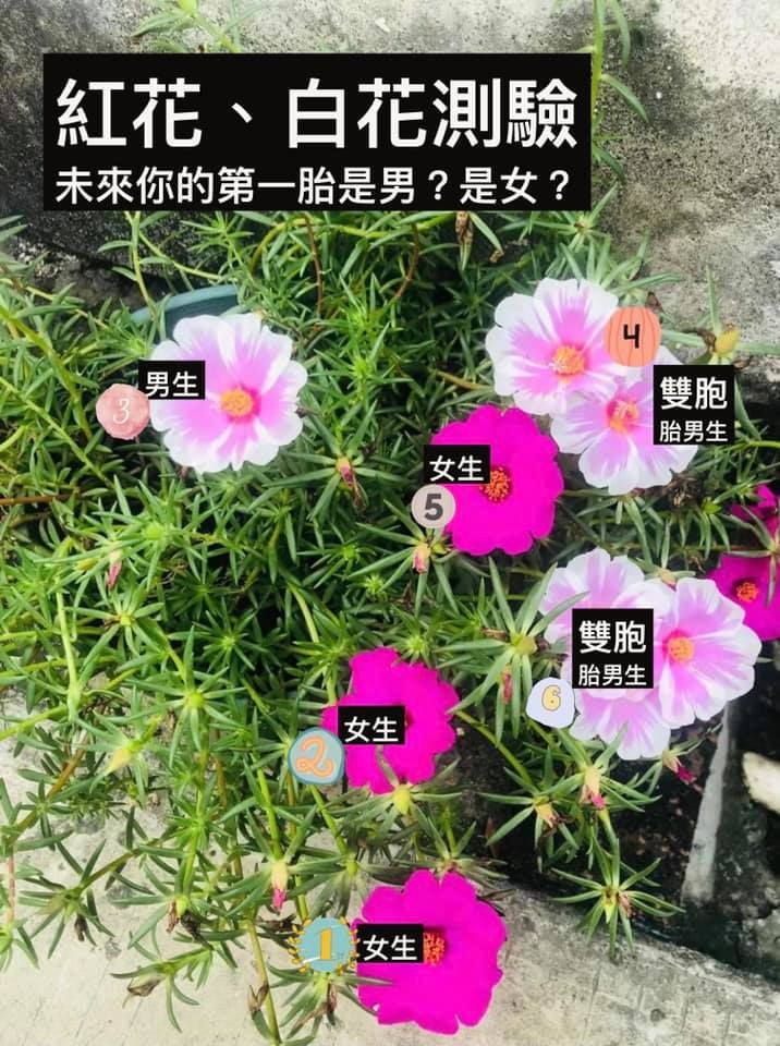 ▲憑直覺選出一個數字，測出你「未來第一胎」可能是男寶或女寶？（圖／翻攝自艾菲爾老師臉書）