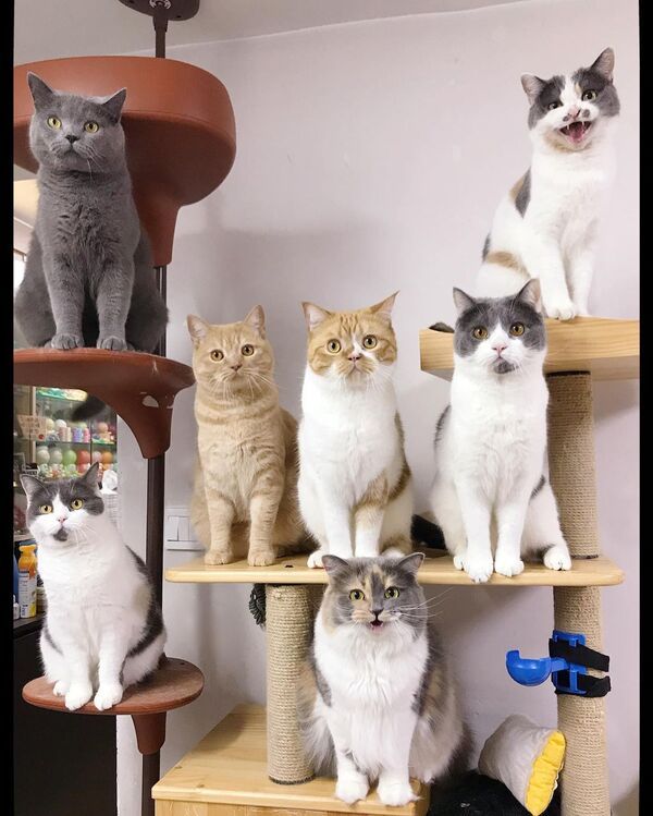 ▲住在香港的貓奴養了9隻貓咪，同胎七兄弟姊妹難得大合照。（圖／IG帳號daily_of_ten_monsters授權提供）
