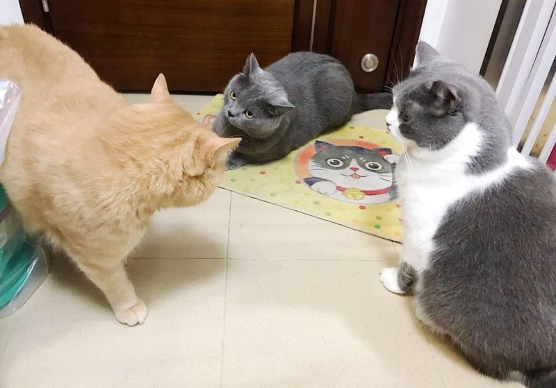 ▲貓咪圈子難免會起爭議。(圖/IG帳號daily_of_ten_monsters授權提供)
