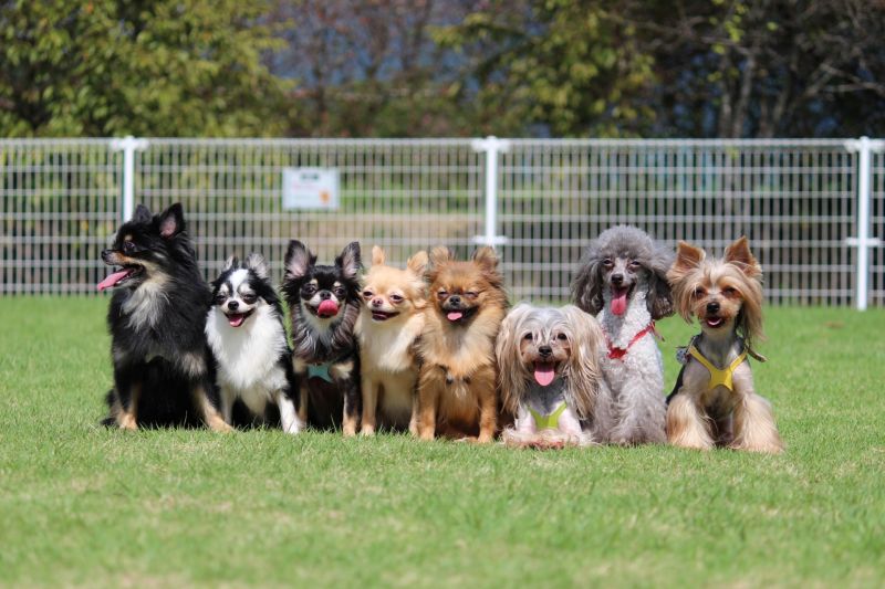 台灣以前最夯的狗是？眾瘋喊「牠」沒對手：比柴犬還猛
