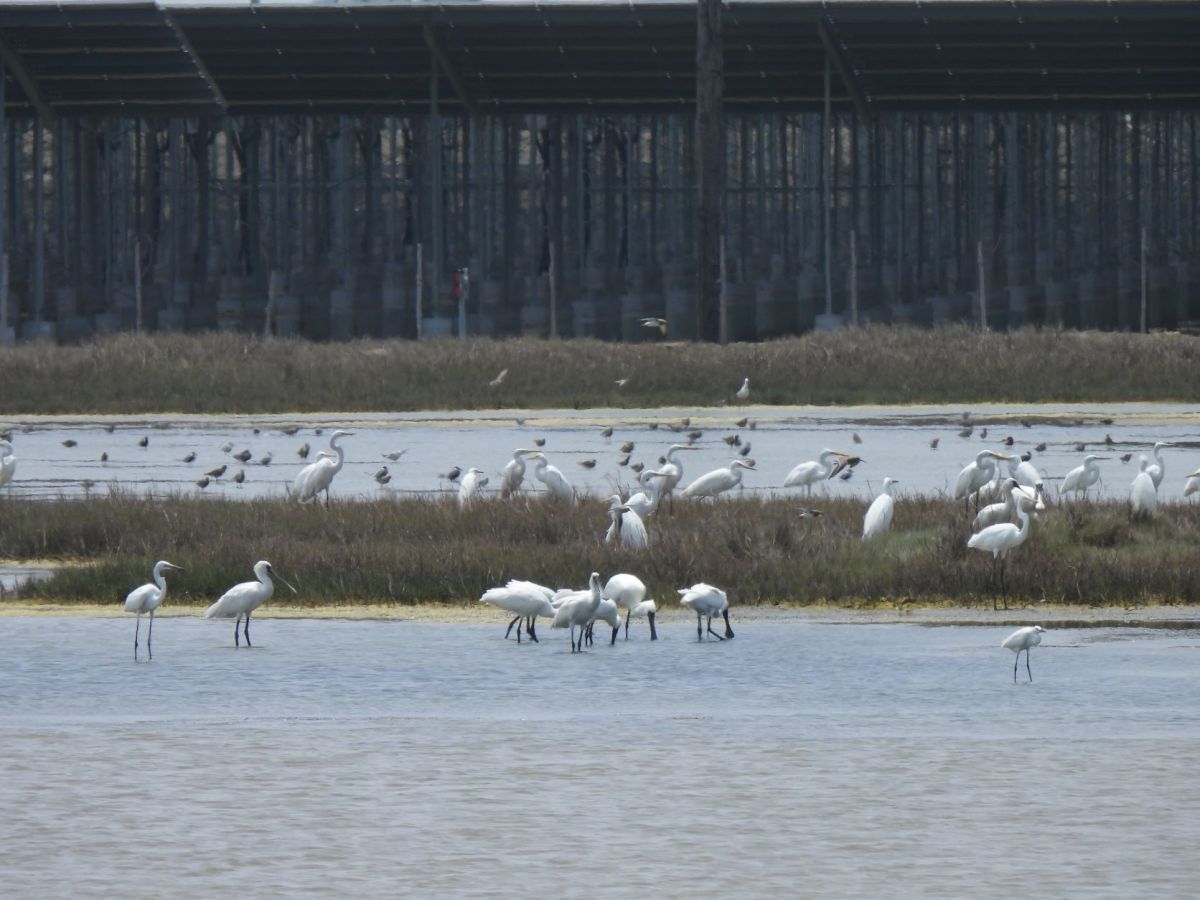 ▲嘉義布袋鹽田的台灣艾貴義竹發電廠，是台灣目前最大生態與光電結合的地面型案場，友善環境引來黑面琵鷺等保育類鳥類在案場棲息渡冬。(圖／美商韋能能源提供)