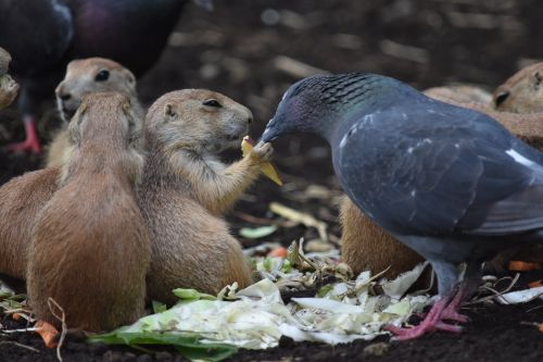 ▲土撥鼠拿著一塊食物當盾牌（？）。（圖／Twitter帳號：anuhs_birb）