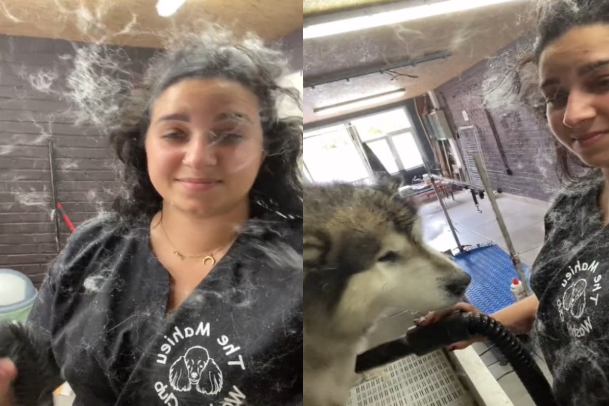 ▲國外一名寵物美容師替狗狗吹毛時，竟然變成「室內下雪場」！（圖／tiktok帳號adelinemahieu6）