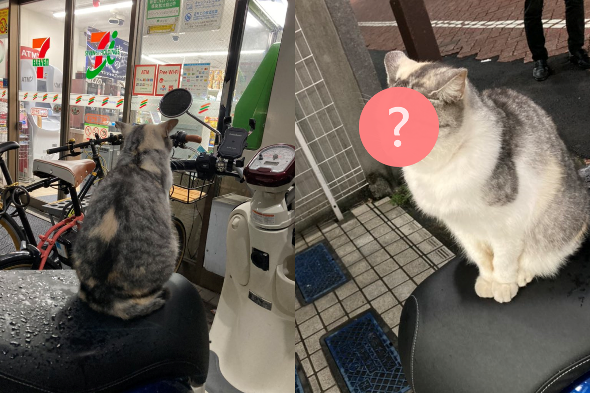 ▲網友看到貓坐在機車上發呆，轉個方向看正面卻一秒大爆笑！（圖／Twitter帳號：stefani4180） 