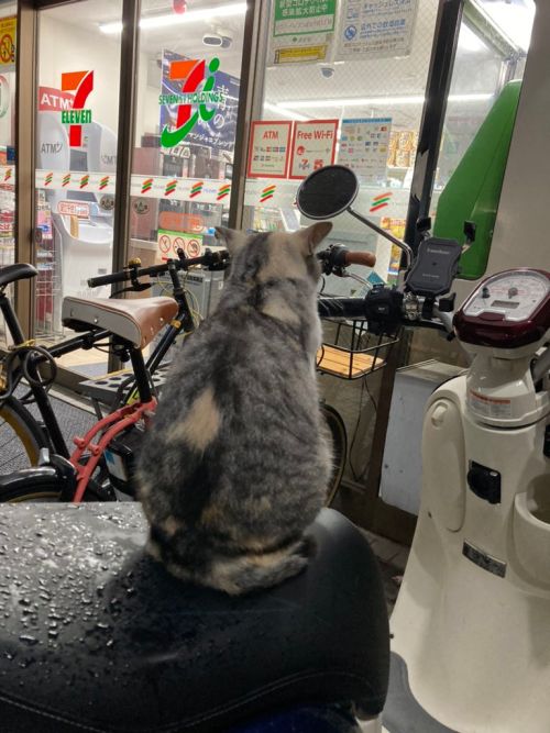 ▲網友在便利商店外發現這隻坐在機車上的貓咪。（圖／Twitter帳號：stefani4180）