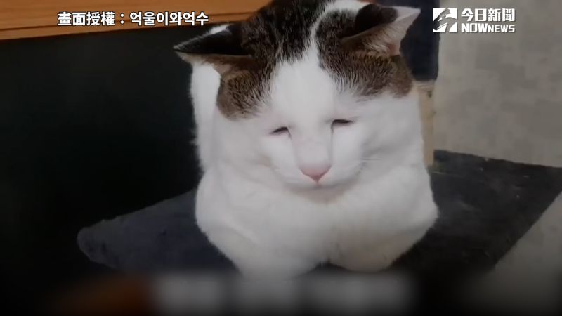 ▲ 南韓貓咪「억울이」因天生的無辜委屈臉，在網路上爆紅。（圖／억울이와억수   授權）