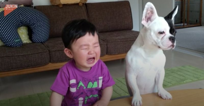 ▲日本一名男嬰餅乾被狗狗偷吃以後開始大哭，豈料狗狗見狀竟也跟著哭，畫面相當爆笑。（圖／翻攝自AP美聯社＆Jukin Media）