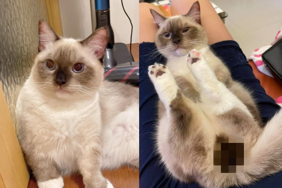 ▲網友陳琦琦日前在貓瘋社團分享一張貓咪「童顏巨蛋」的萌照引起網友熱議！（圖／網友陳琦琦、許瑜芯授權提供）