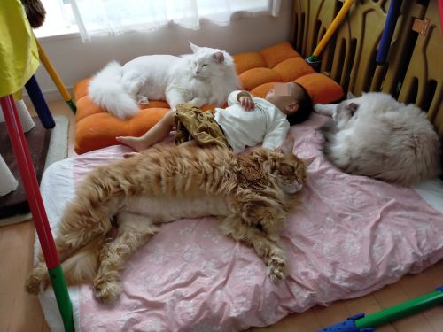 ▲家裡養了非常多隻大貓咪,把床都佔滿了呢!(圖/Twitter帳號:FakeYashu)