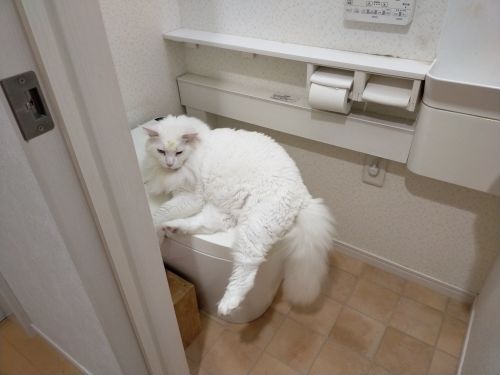 ▲打開門看到一隻大貓躺在馬桶蓋上！（圖／Twitter帳號：FakeYashu）