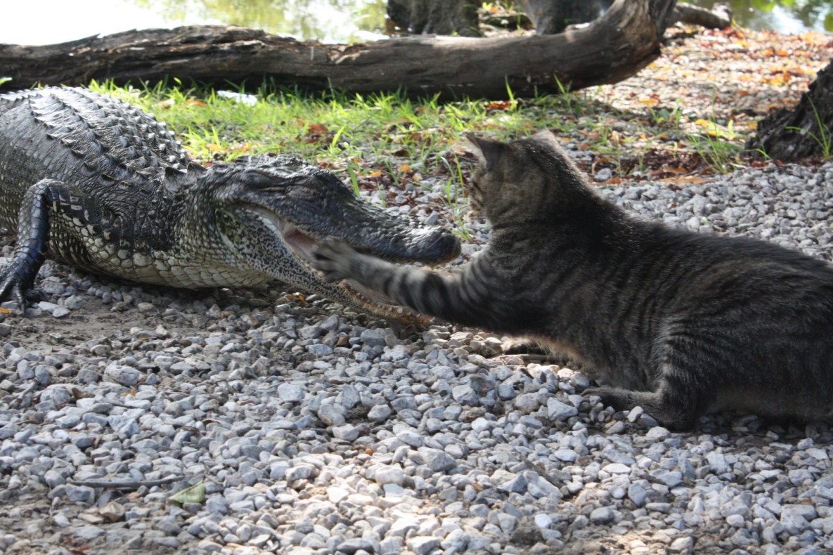 ▲美國一隻虎斑貓不怕鱷魚，竟然還大膽地怒賞貓掌！（圖／FB帳號MugsyAttackCat ）