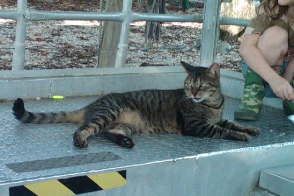 ▲「Mugsy」是沼澤區赫赫有名的虎斑貓。（圖／FB帳號MugsyAttackCat