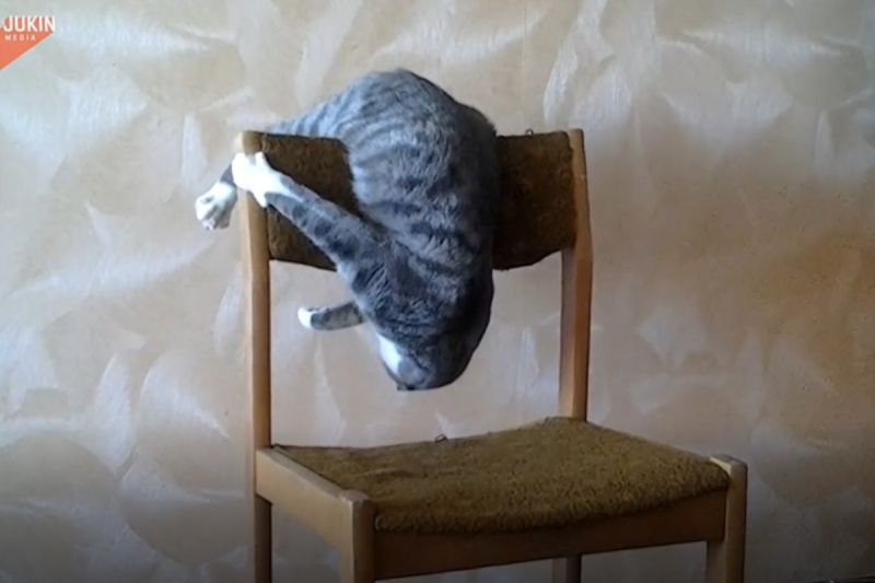 ▲烏克蘭一隻白底虎斑貓在椅背上大秀花式翻滾！（圖／美聯社AP+Jukin Media授權）