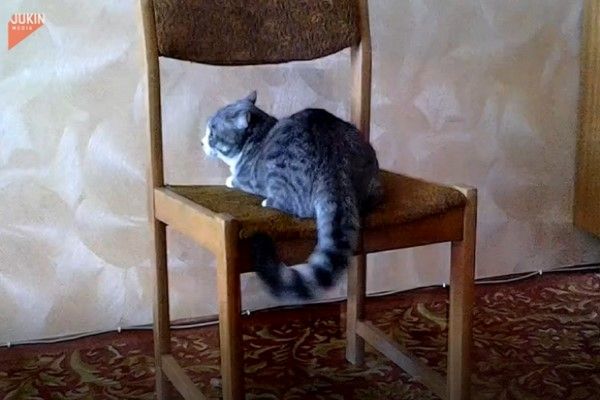 ▲這天虎斑貓趴在椅子上感到相當無聊，想找什麼事情做……（圖／美聯社AP+Jukin