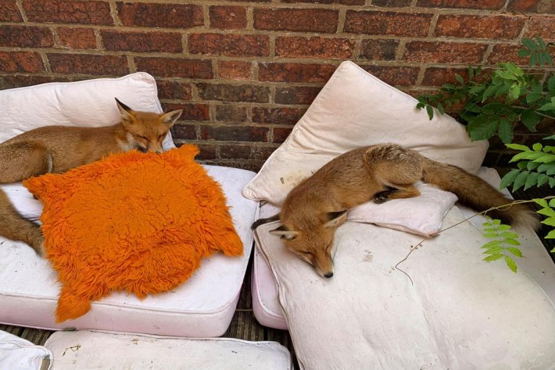 ▲英國兩隻野生狐狸闖入女子家後院，當成自家一樣居住下來！（圖／FB帳號Foxyadventures2021）