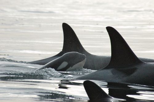 ▲虎鯨是一種高度社會化的動物。（圖／Shutterstock） 