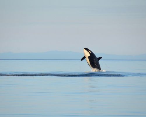 ▲基斯卡因此被封為「世界上最孤獨的虎鯨」。（圖／Shutterstock）