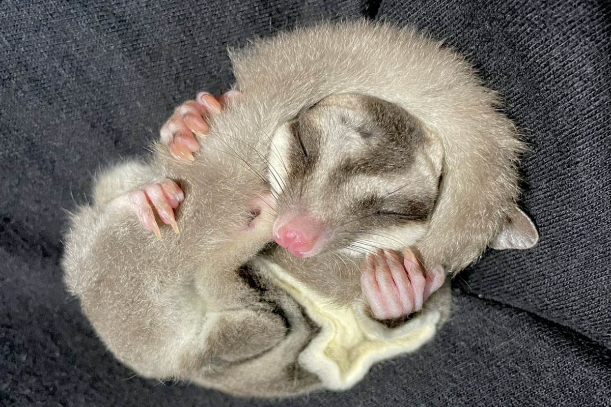 ▲日本一隻蜜袋鼯將尾巴當成圍巾，圍在頭上睡覺！（圖／twitter帳號tsuyukusa_430）