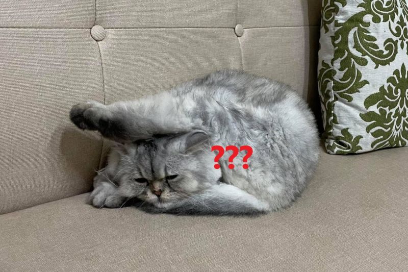 ▲網友李小姐家的貓咪日前出現超狂睡姿，將後腳掛在頭上！（圖／網友李宣授權提供）