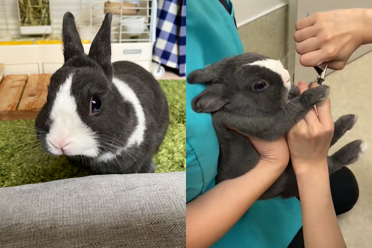 ▲兔兔剪指甲時嚇到不行，開啟震動模式腿狂抖！（圖／Twitter帳號：kijiro_kijiro） 