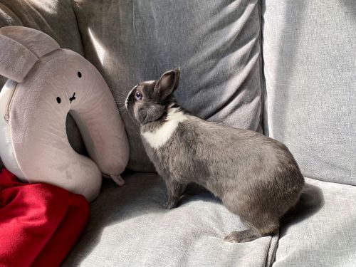 ▲當兔兔遇見兔頸枕！（圖／Twitter帳號：kijiro_kijiro）