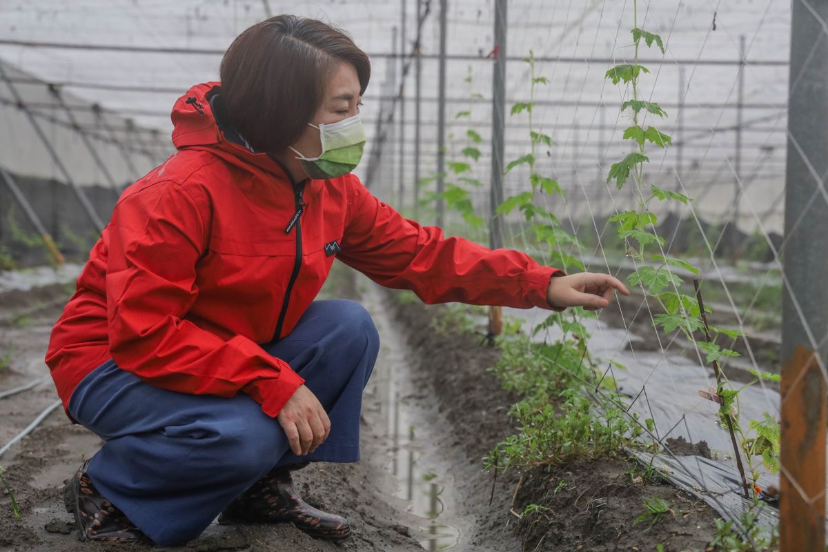 ▲中國再度打壓我國農產品，民進黨立委周春米呼籲農委會，加速開闢多元市場以分散風險。