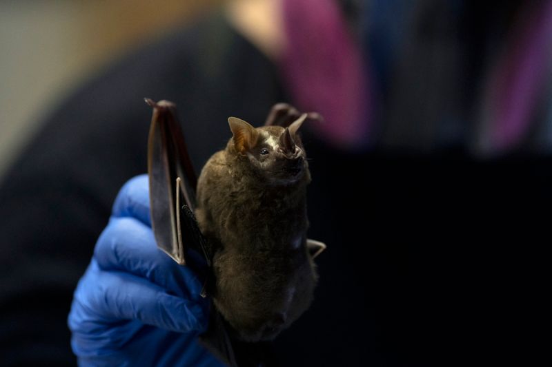 ▲法國與寮國學者在石灰岩洞的野生蝙蝠身上，找到可能是新冠病毒的「近親」或「祖先」，有助追溯病毒源頭。示意圖。（圖／美聯社／達志影像）