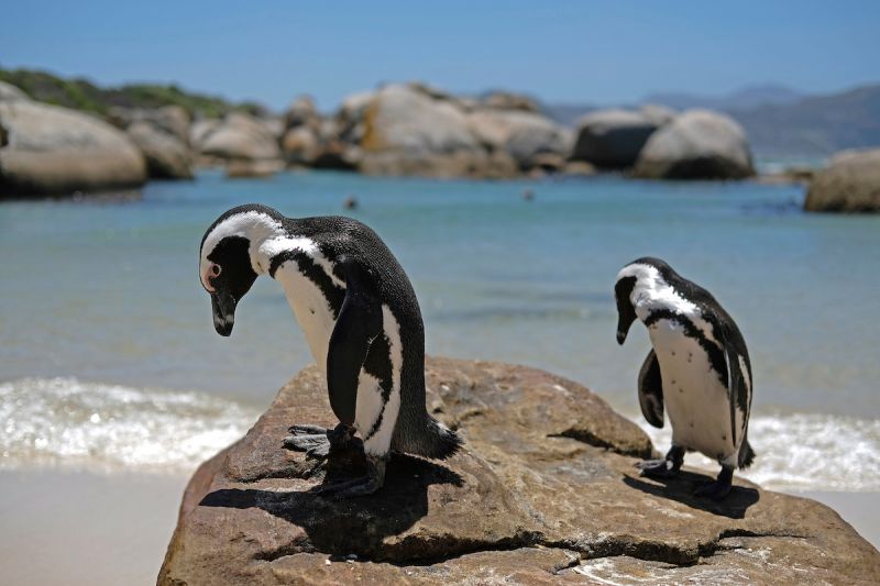 南非63隻非洲企鵝死亡　疑遭海角蜜蜂攻擊
