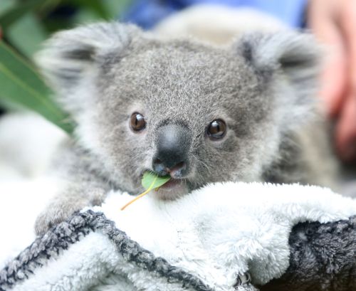 睡覺時間抓去拍照壓力大!澳洲動物園不再提供「無尾熊抱抱體驗」