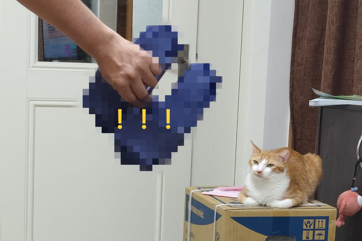 ▲橘白貓看著自己的傑作卻一臉毫無悔意！（圖／網友林品彤授權提供）