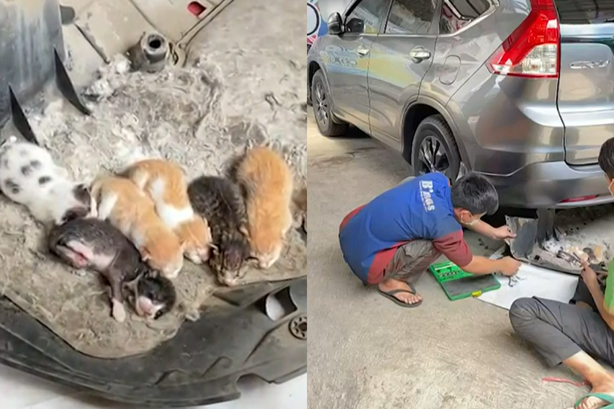 ▲車主發現車屁股有奇異聲響，翻開竟然找到六隻幼幼貓。（圖／AP+Newsflare） 