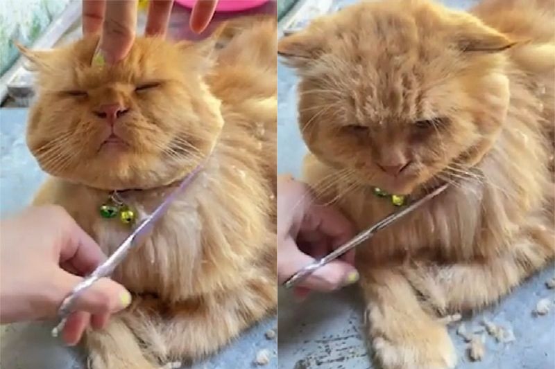 ▲泰國有網友分享，她在幫自己養的虎斑貓修毛，沒想到牠的表現讓人很意外。（圖／AP美聯社／Newsflare）