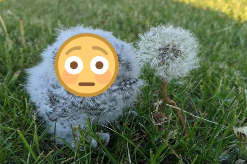 ▲國外一名女子在草叢裡發現一隻發抖的東美角鴞寶寶。（圖／Nikki Robinson）
