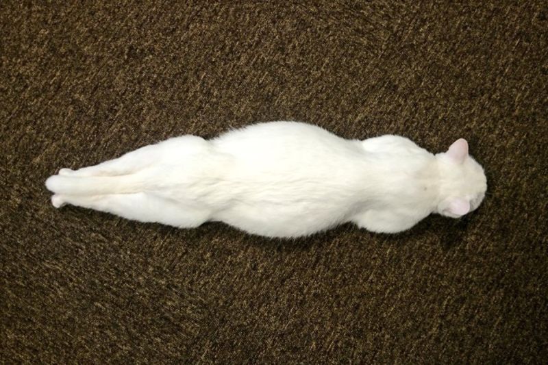 ▲一隻白貓趴臥在地板上，身體非常工整地呈現一直線！（圖／twitter帳號neko_biyori_ayu）