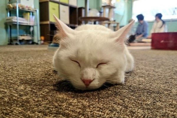 ▲白貓「Daizu」這天趴在地毯上睡覺，兩隻手手收在臉下面。（圖／twitter帳號neko_biyori_ayu）