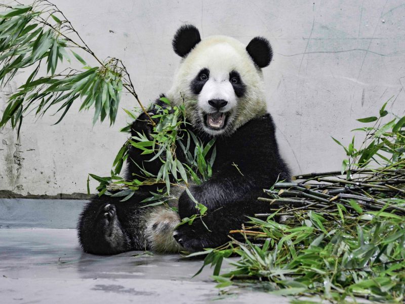 ▲「圓寶」開始嗑竹葉了!(圖/台北市立動物園提供)
