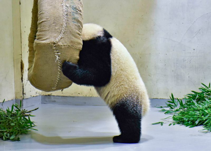 ▲「圓寶」目前有46公斤!(圖/台北市立動物園提供)