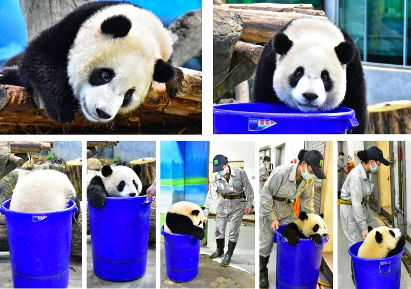 ▲保育員要打掃但「圓寶」不想動，只好出招！（圖／台北市立動物園提供）