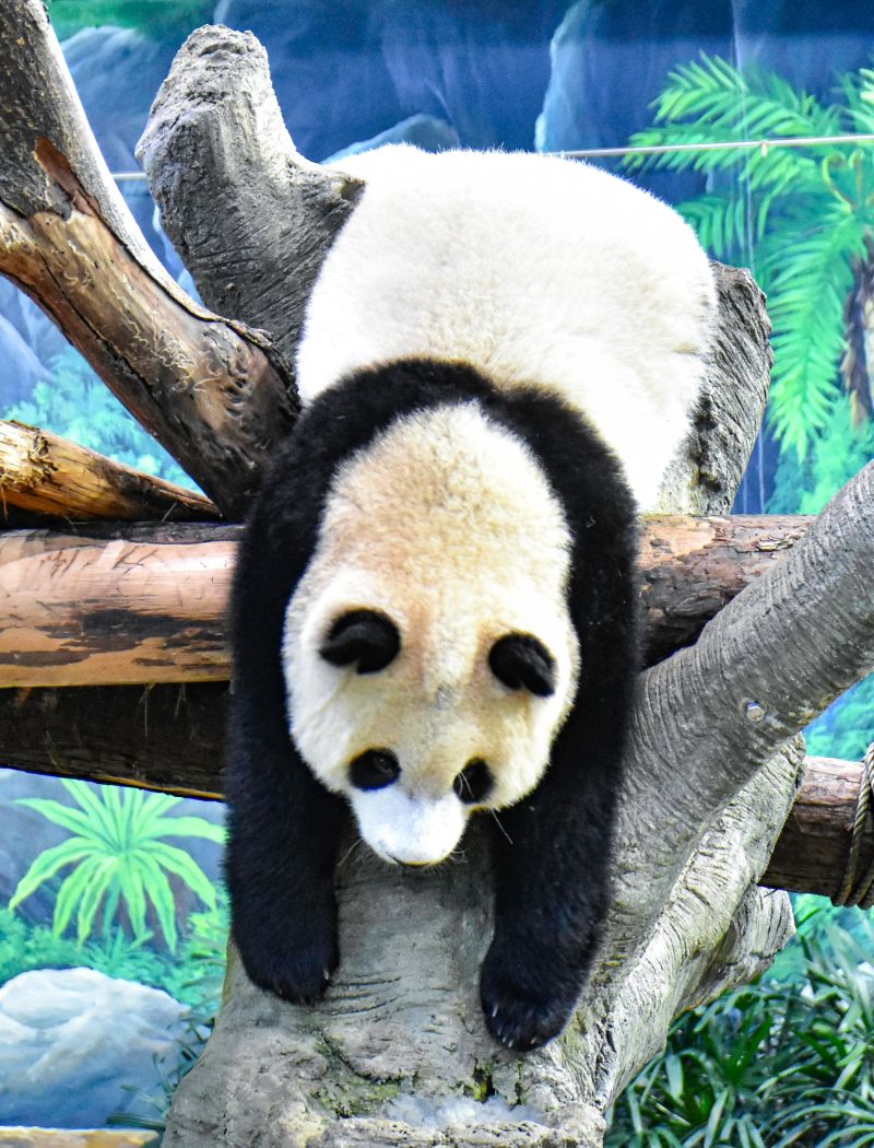 ▲「圓寶」趴在樹枝模樣就像曬一個大娃娃。（圖／台北市立動物園提供）