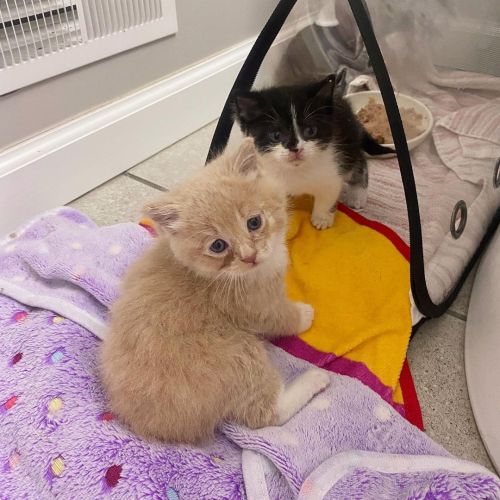 ▲雅典娜救助了許多小貓及特殊狀況的貓。（圖／Instagram帳號：rukasthecat） 