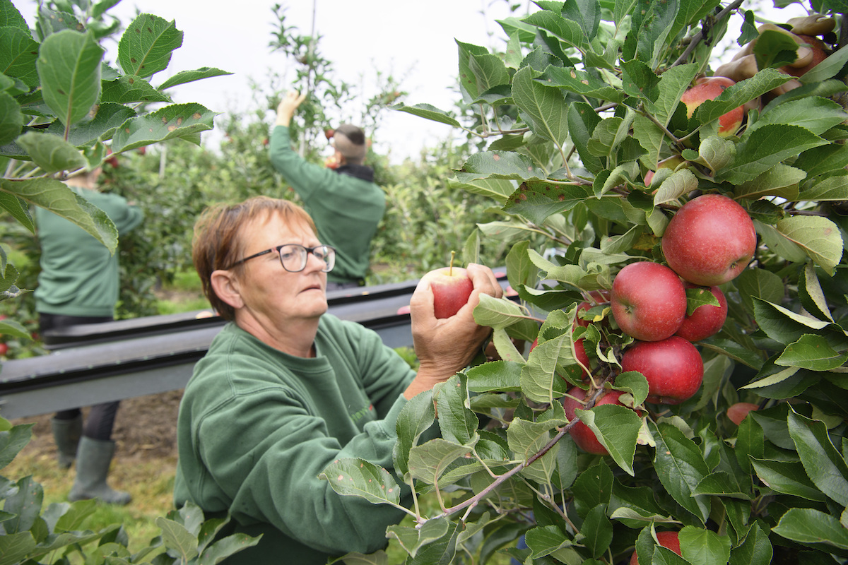 ▲全球勞工短缺問題嚴重，食品以及農業影響尤為嚴重。圖為波蘭工人正在摘採蘋果。（圖／美聯社／達志影像）