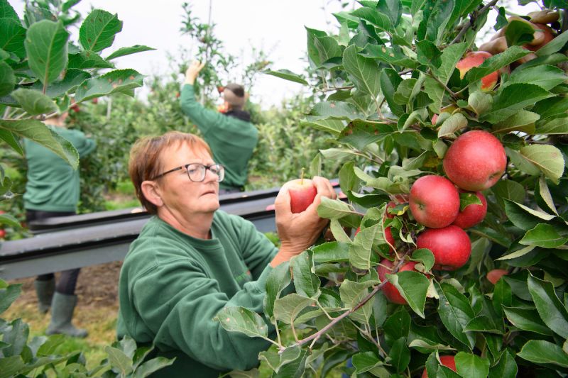 ▲全球勞工短缺問題嚴重，食品以及農業影響尤為嚴重。圖為波蘭工人正在摘採蘋果。（圖／美聯社／達志影像）